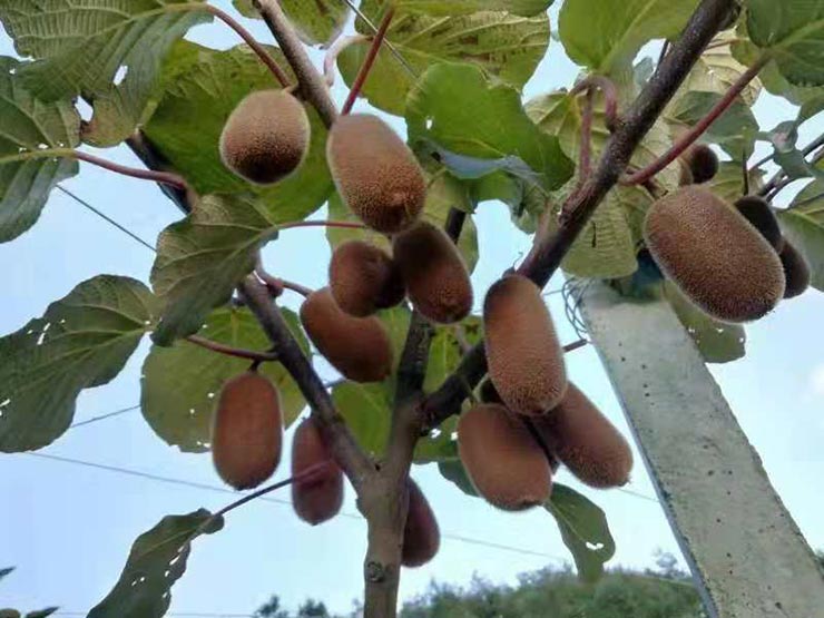 AG真人国际(中国) - 官方网站